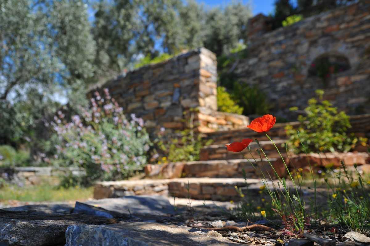 Closeup of garden and steps